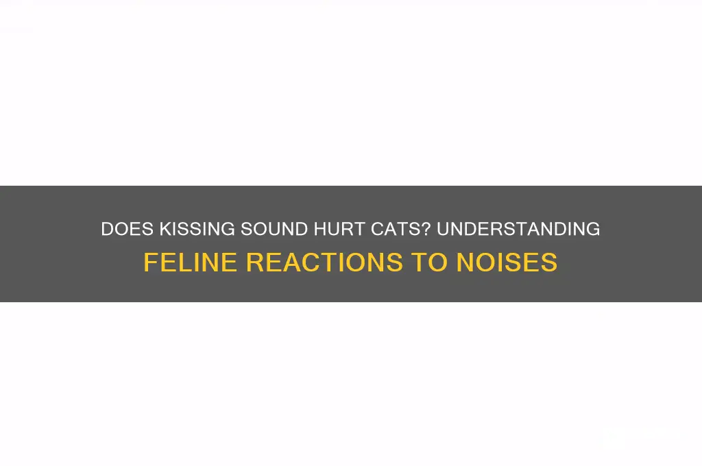 does kissing sound hurt cats