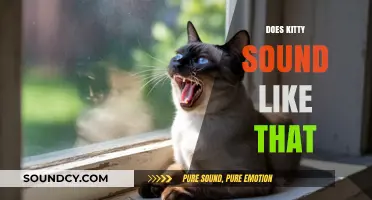 Why Does Your Kitty Sound Like That? Exploring Unique Cat Noises