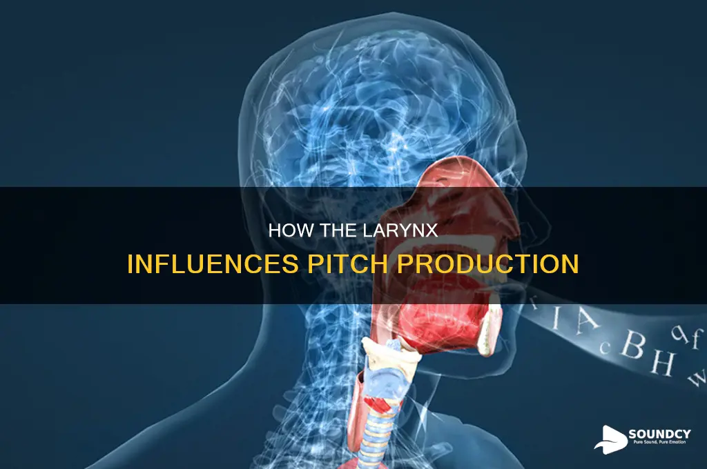 does larynx affect pitch of sound