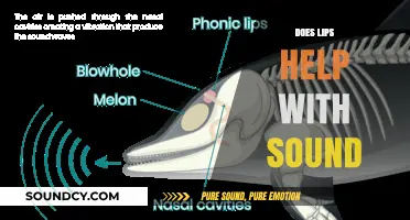 How Lips Influence Sound Production: Uncovering Their Role in Speech