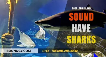Sharks in Long Island Sound: What's the Risk?