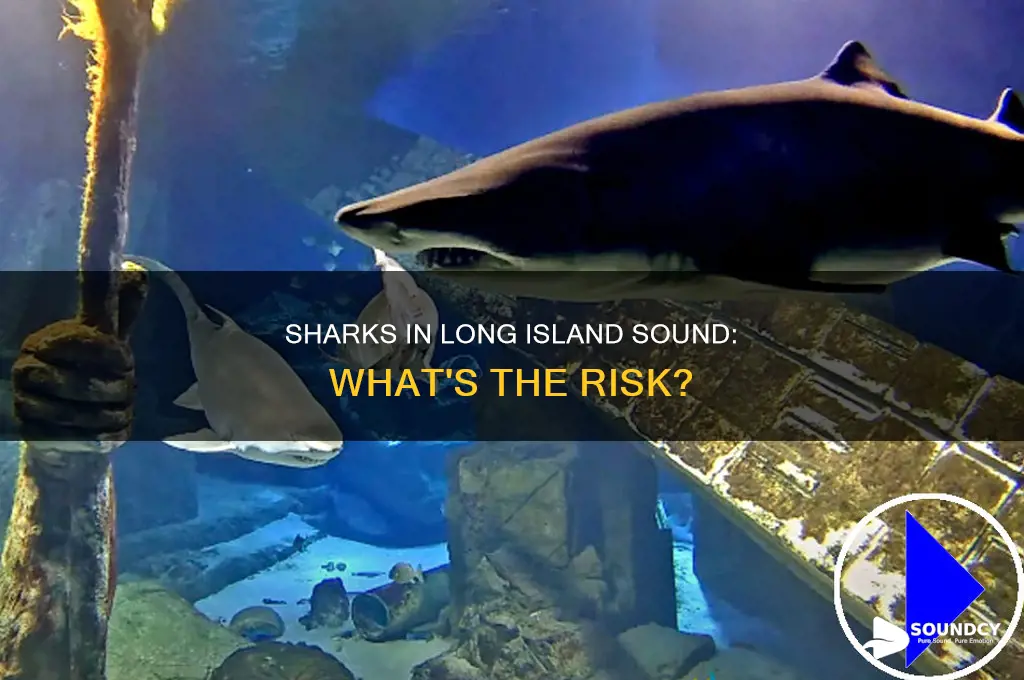does long island sound have sharks