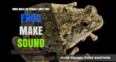 Male vs. Female Grey Tree Frog: Who Makes the Sound?