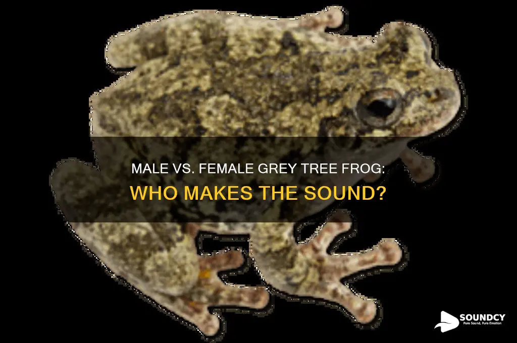 does male or female grey tree frog make sound