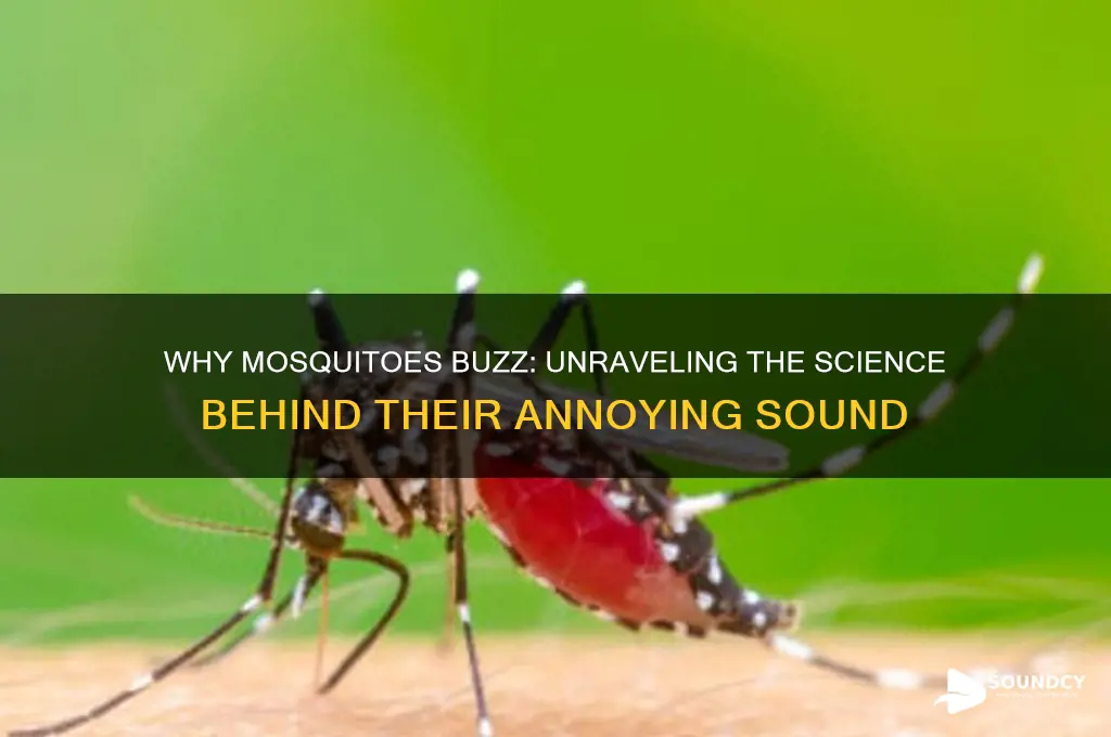does mosquito make buzzing sound