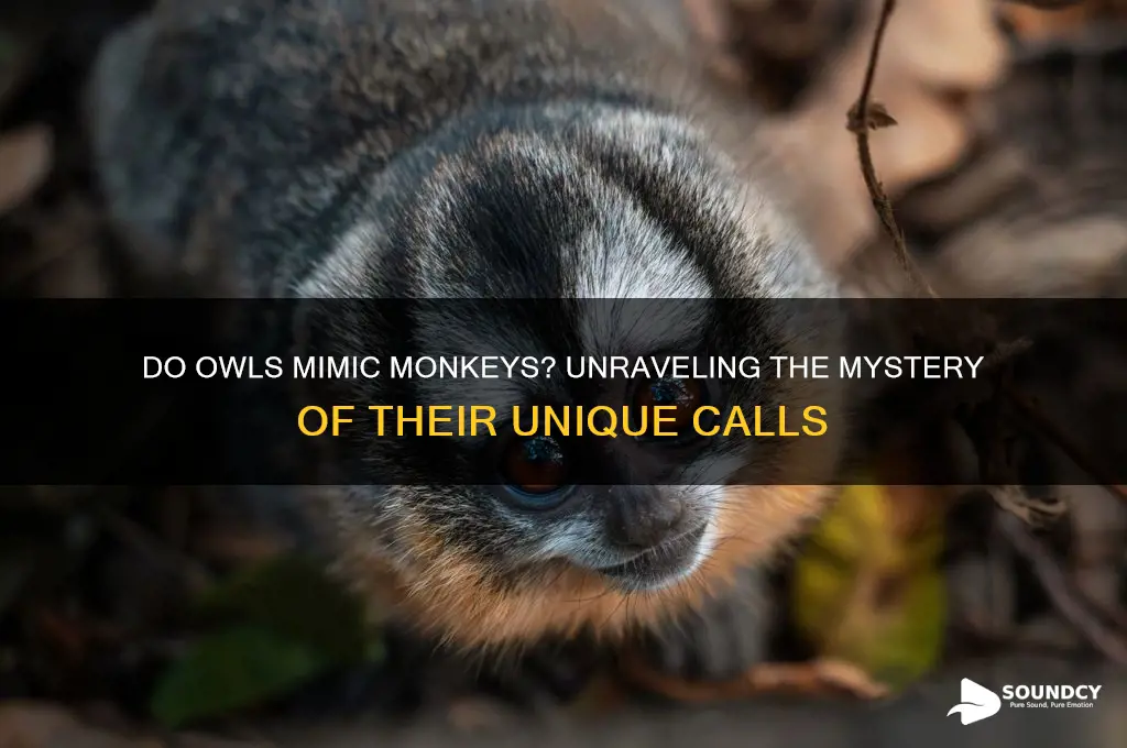 does owls sound like monkeys