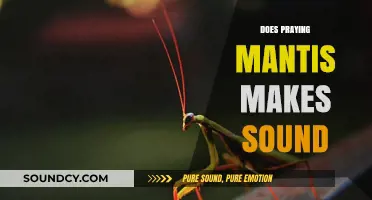 Do Praying Mantises Make Sounds? Unveiling Their Silent Communication