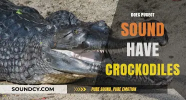 Exploring the Myth: Are There Crocodiles in Peugeot Sound?