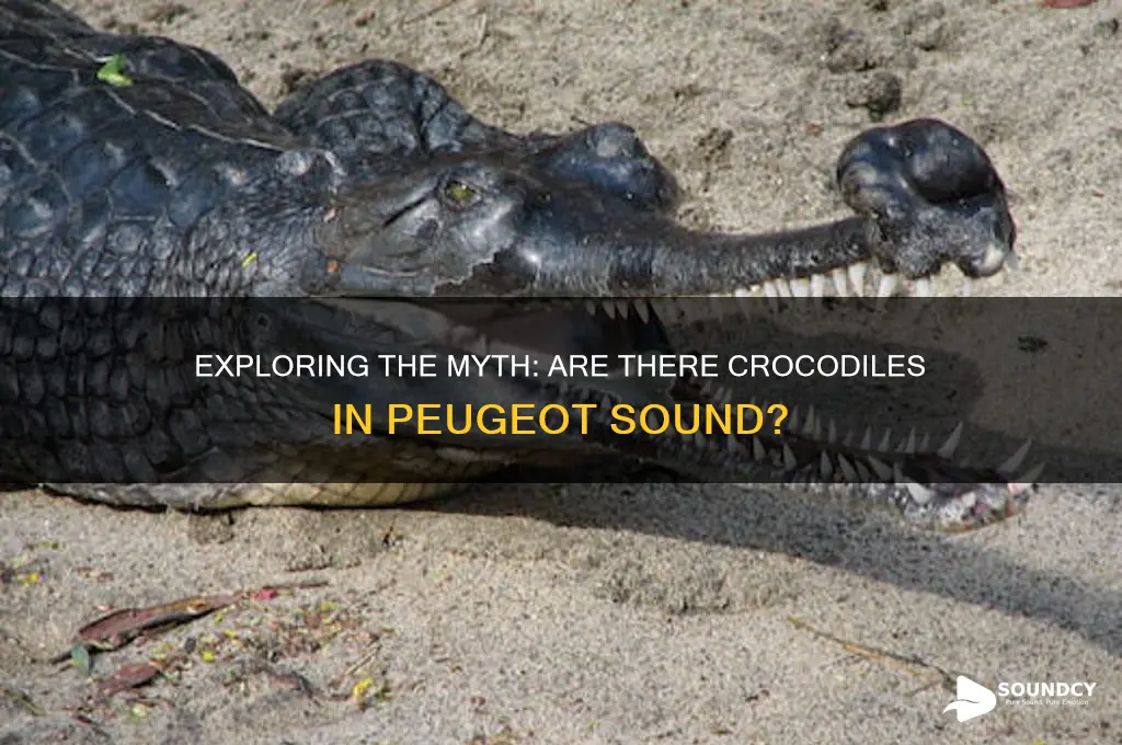 does pugeot sound have crockodiles