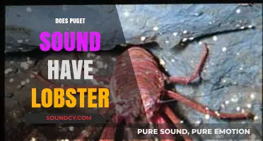 Exploring Puget Sound's Seafood: Are Lobsters Part of Its Ecosystem?