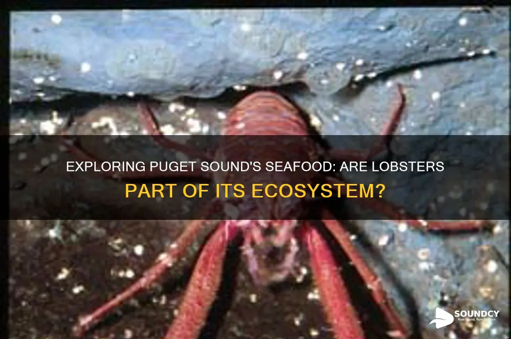 does puget sound have lobster