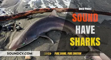 Sharks in Puget Sound: Fact or Fiction? Exploring the Truth