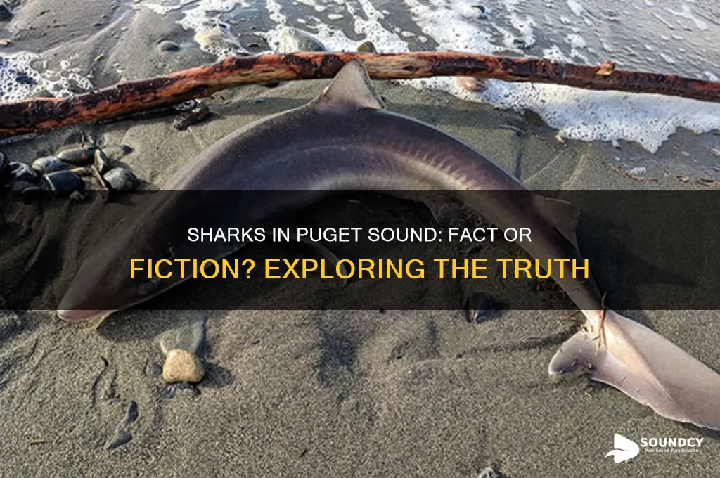 does puget sound have sharks