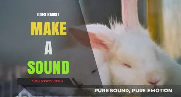 Do Rabbits Make Sounds? Uncovering Their Unique Communication Methods
