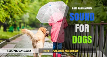 How Rain Enhances Sound for Dogs