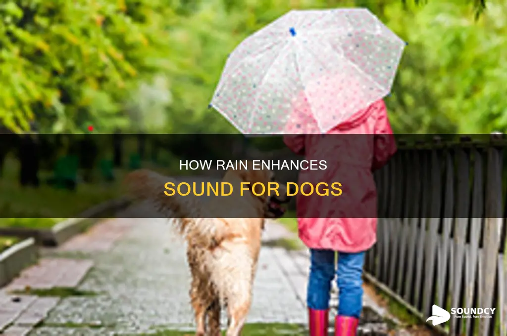 does rain amplify sound for dogs
