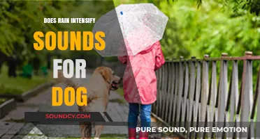 How Rain Amplifies Sounds for Dogs