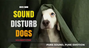 Rain Sounds and Dogs: Understanding Their Reactions to Stormy Weather