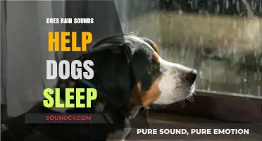 How Rain Sounds Lull Dogs to Sleep
