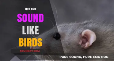 Do Rats Chirp Like Birds? Unraveling Rodent Vocalizations and Sounds