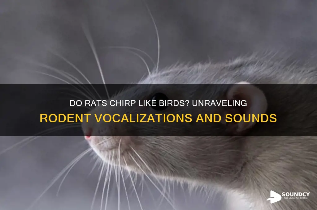 does rats sound like birds