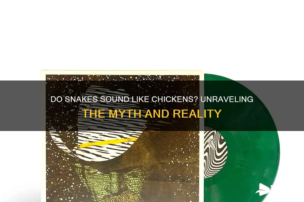 does snake sound like chicken