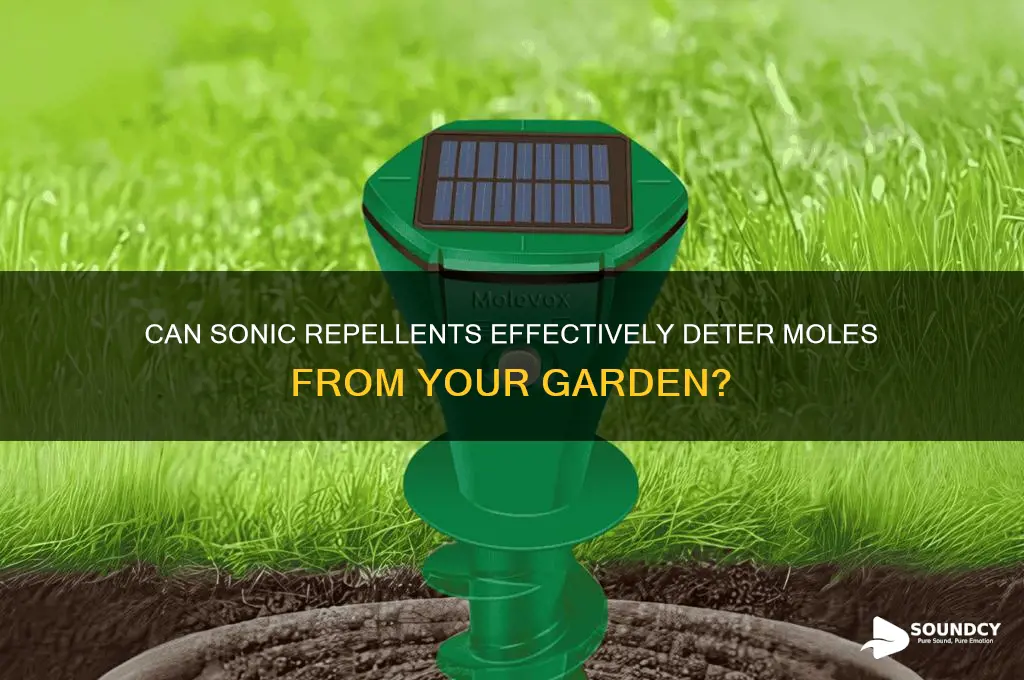 does sonic sound repel moles