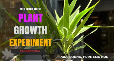 Music for Plants: Does Sound Affect Growth?