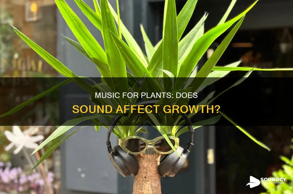 does sound affect plant growth experiment
