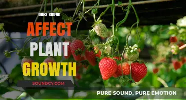 Can Music and Noise Influence Plant Growth? Exploring the Science