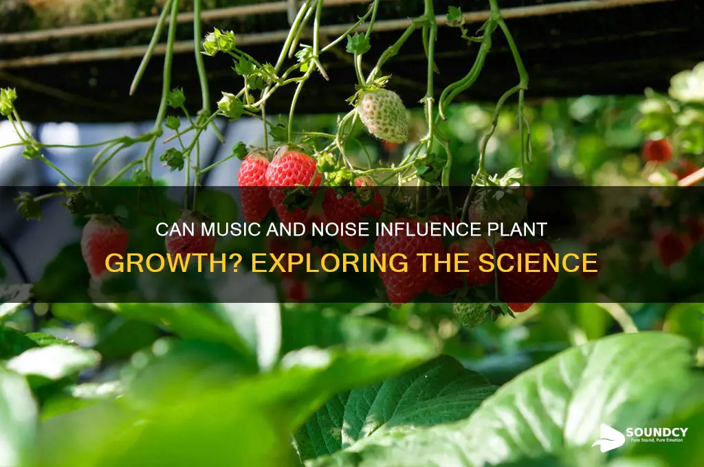 does sound affect plant growth