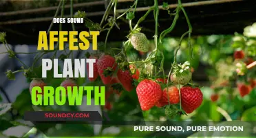 How Sound Influences Plant Growth: Uncovering the Surprising Connection