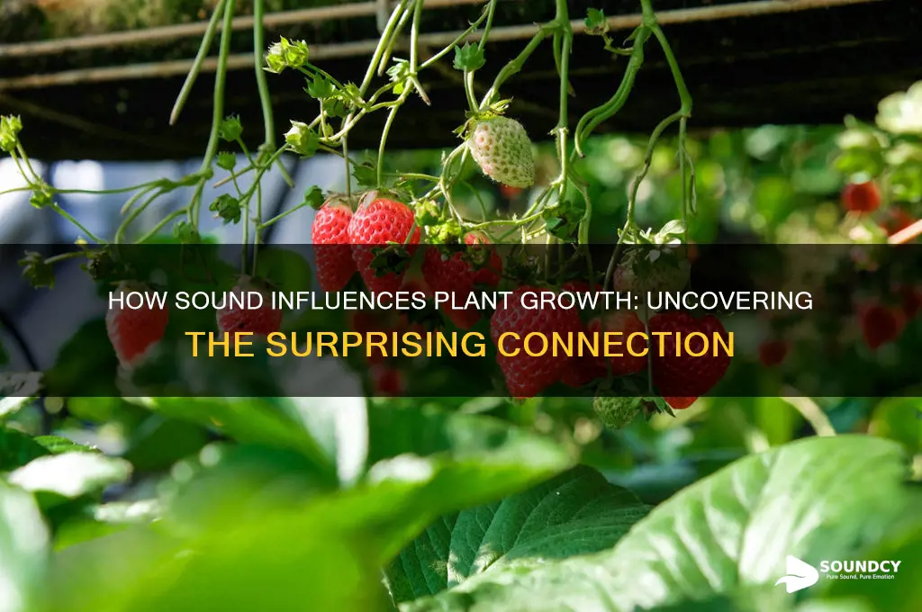 does sound affest plant growth