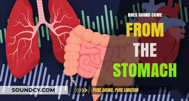 Stomach Sounds: Where Do They Originate?
