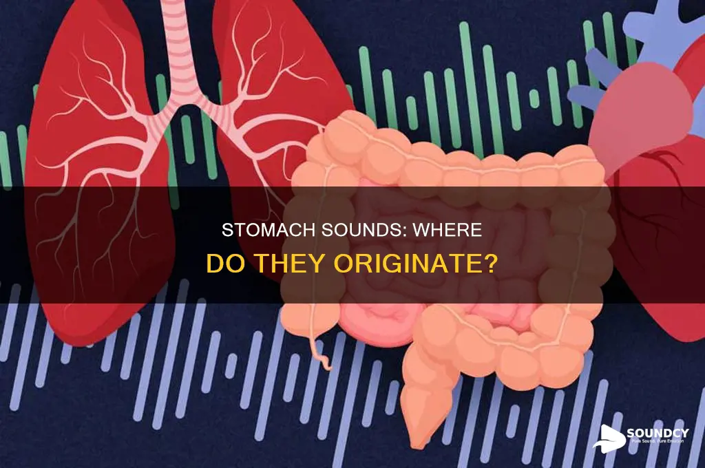 does sound come from the stomach