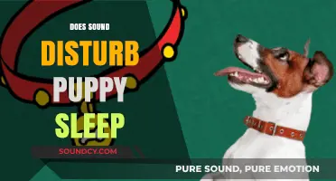 Does Noise Disrupt Puppy Sleep? Understanding Sound's Impact on Rest