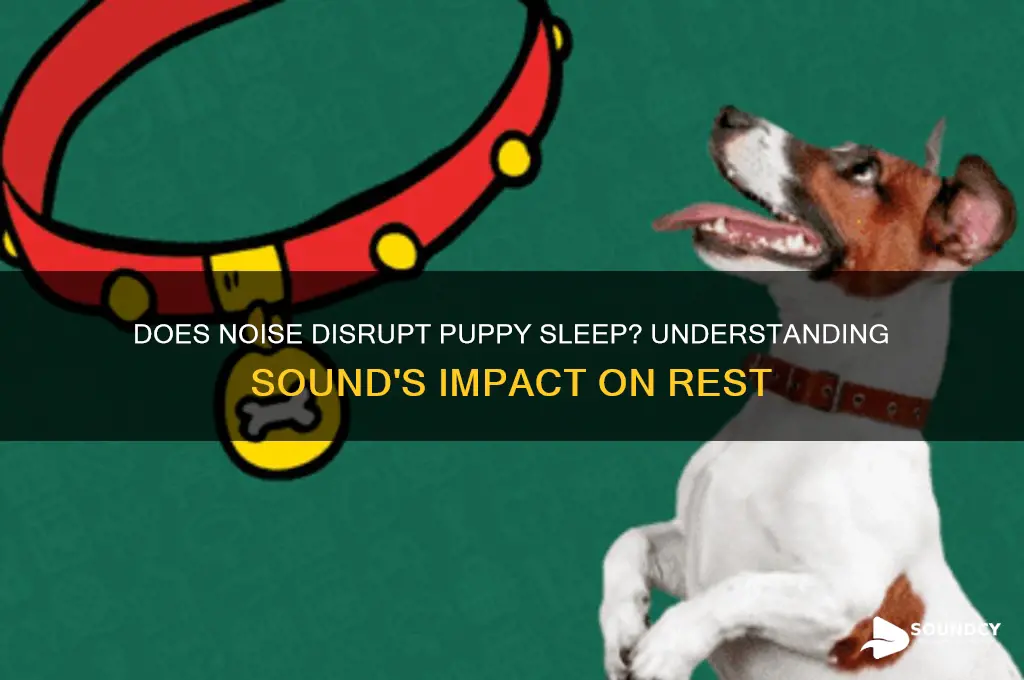 does sound disturb puppy sleep