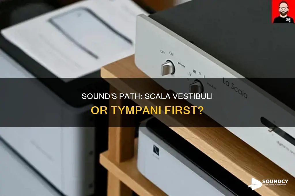 does sound go through scala vestibuli or tympani first