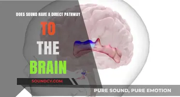 How Sound Directly Influences Brain Function: Uncovering the Auditory Pathway