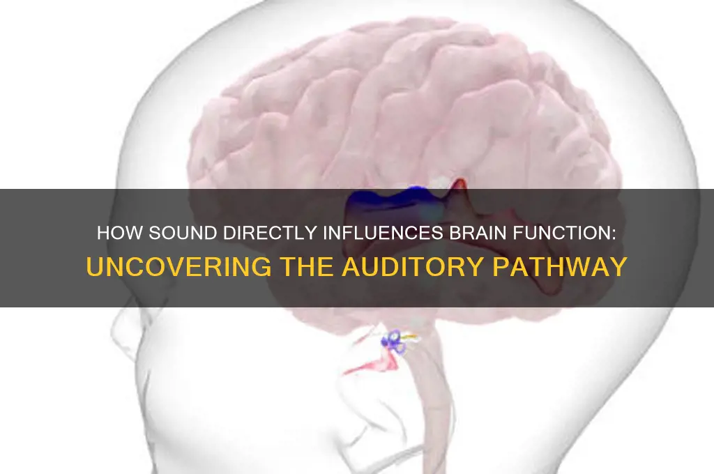 does sound have a direct pathway to the brain