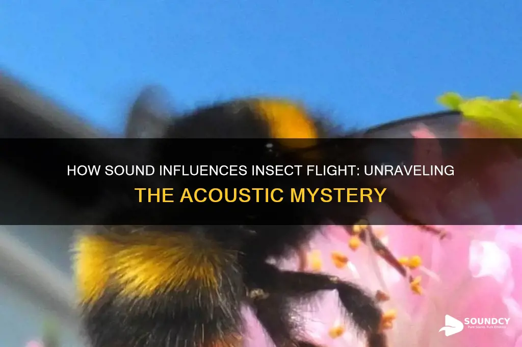 does sound help insectd fly