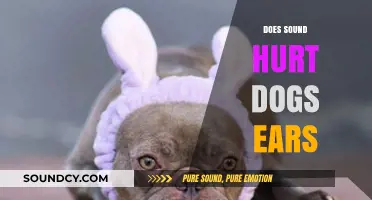 Can Loud Noises Harm Dogs? Protecting Your Pet's Sensitive Hearing