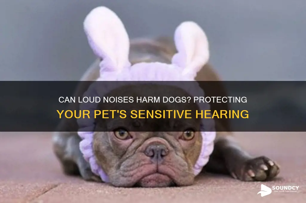 does sound hurt dogs ears