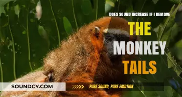 Removing Monkey Tails: Does It Amplify Sound? Exploring the Acoustic Impact