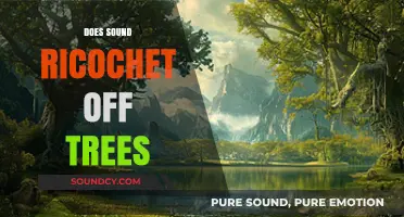 Do Trees Reflect Sound? Exploring the Science of Forest Echoes