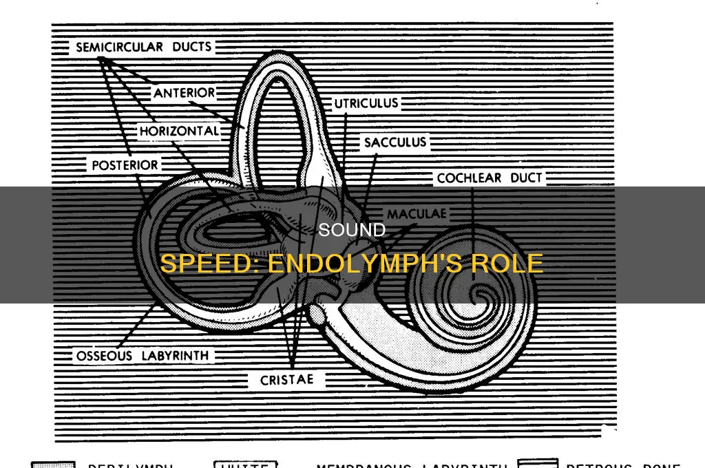 does sound travel faster through endolymph