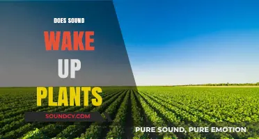 Can Sound Stimulate Plant Growth? Exploring the Science Behind Vibrations