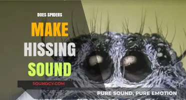 Do Spiders Hiss? Unraveling the Mystery of Their Noisy Behavior