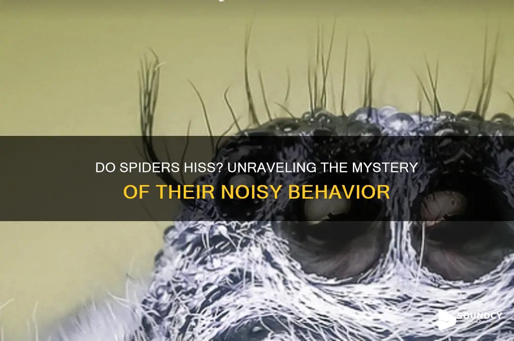 does spiders make hissing sound