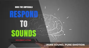 How Sounds Trigger the Amygdala